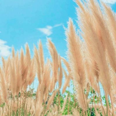汪汪赛车小队游戏下载